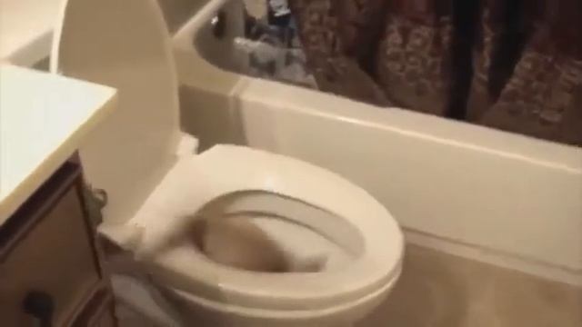 приколы с животными!!! смотреть онлайн