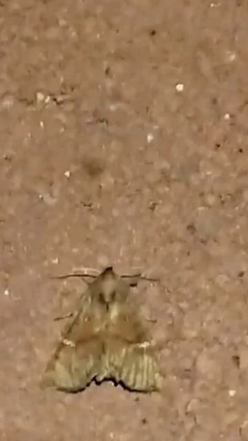 Moth Monday1: Pix of species n videos published so far. Colorful patterns, designs, shapes.TN,USA. смотреть онлайн