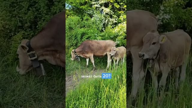 Мудрая притча о собаке, обезьяне, корове и человеке #мояжизнь #мудрость #саморазвитие #отношения смотреть онлайн