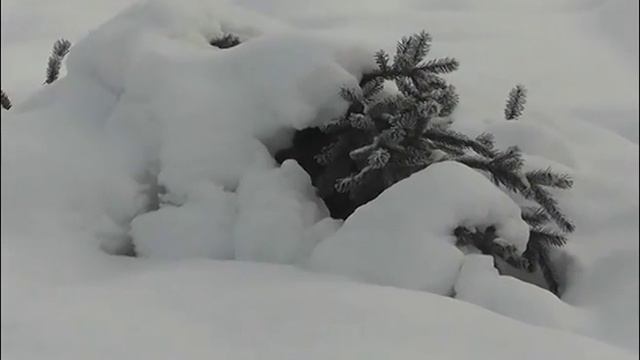 24 часа 15 12 2015 Наказание за порубку елей в черте города смотреть онлайн