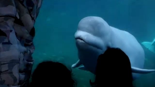 white friendly beluga whale talking with kids смотреть онлайн