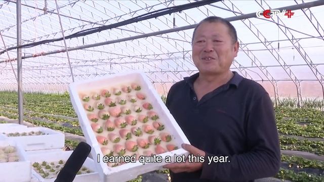 White Strawberries Grab Chinese Consumers' Attention смотреть онлайн