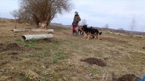 Ветер,подросток немецкой овчарки.