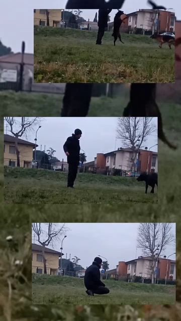 me my dogs and i #dog #fypシ #reels #video #viral #me #fashion #rottweiler #life #amazing смотреть онлайн