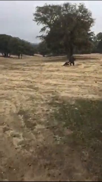 Ахота на валков