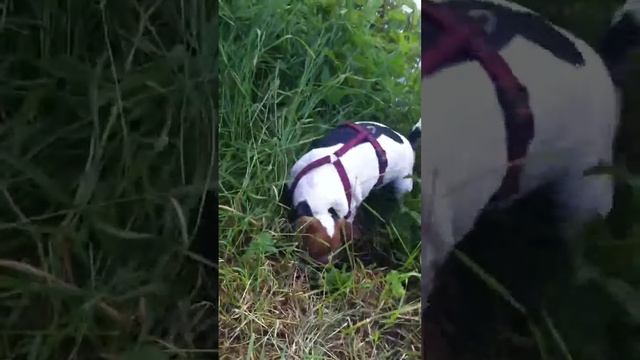 Onze Jack Russell Bindi is een echte graver(t). Als haar jachtinstinct maar een mol ruikt.... смотреть онлайн