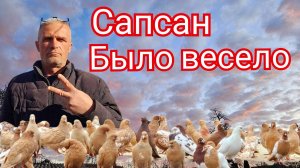 Голуби и когда  Сапсан подрывает пукан