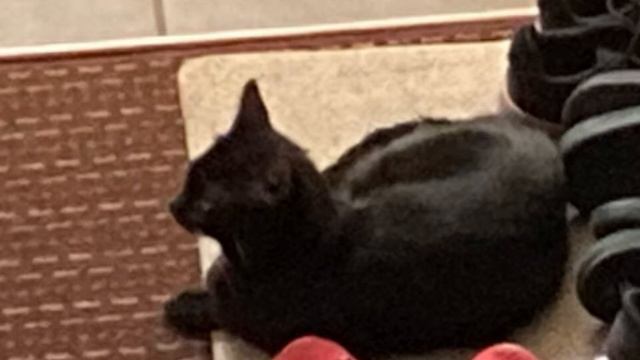 Cats on mars (1 hour) смотреть онлайн