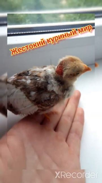 Жестокие куры смотреть онлайн
