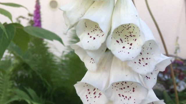 Видео дня смотреть онлайн