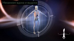 Дыхательная система, строение и вентиляция