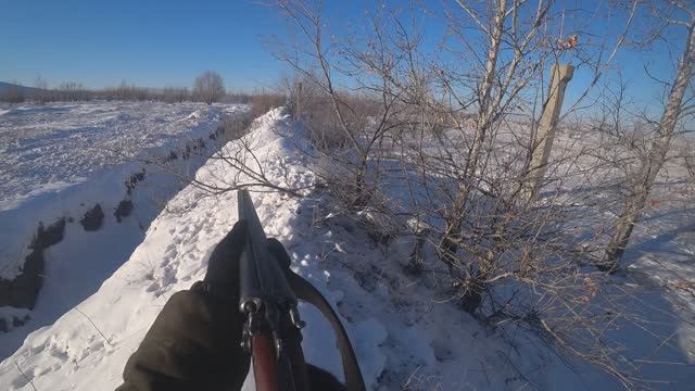 Охота на зайцев 2025 год. Три охоты в одном видео.