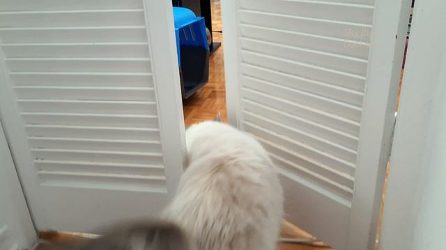 Clever cat opens door by herself смотреть онлайн