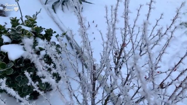 ✿ Божественный Морозный День • Красота вокруг • Мечтательная Музыка • Beautiful Nature• Winter смотреть онлайн