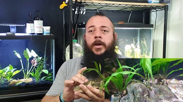 Java Fern-How to care for and propagate смотреть онлайн