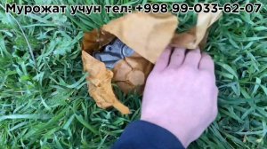 Т-40 Масляный насос в Ташкенте | Т-28 масляный насос Тошкентда