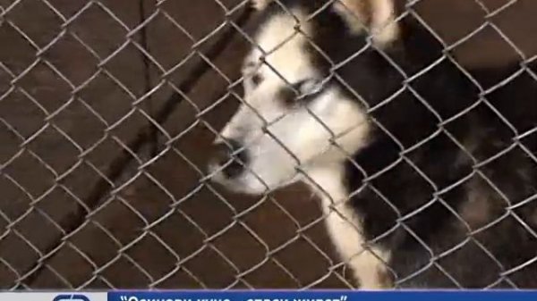 "Осинови куче - спаси живот"