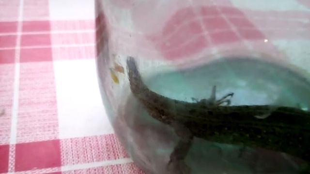 Ящерица в банке: видео как поймали ящерицу