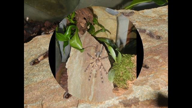 Stone terrarium - Poecilotheria Bara смотреть онлайн