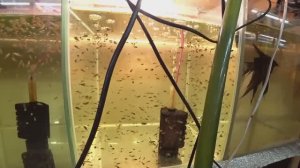 С разводни. Разное. Будни аквариумиста.