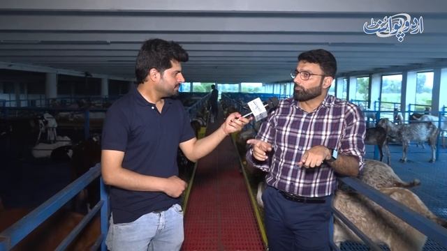 Pakistani Ne Zameen Se 8 Feet Height Par Turkish Style Modern Goat Farm Bana Liya смотреть онлайн