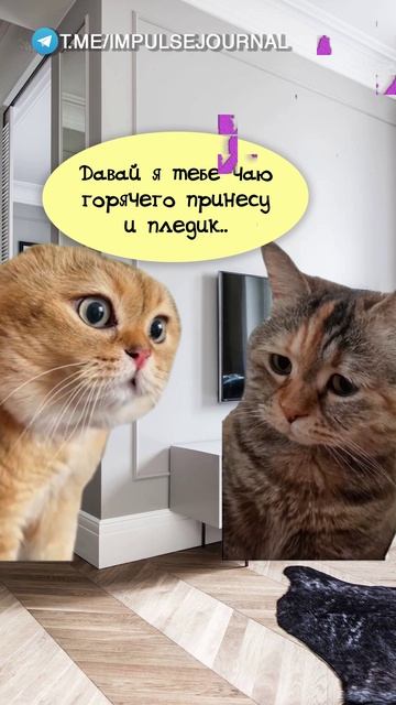 Холодно #мыкотики #вмем #разговор #анекдот #шутки #животные #юмор #кошки #смешное #мемы #скетчи смотреть онлайн