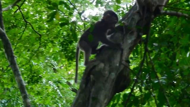 Mom Katrina And Baby Kenzo Escaping Into The Jungle