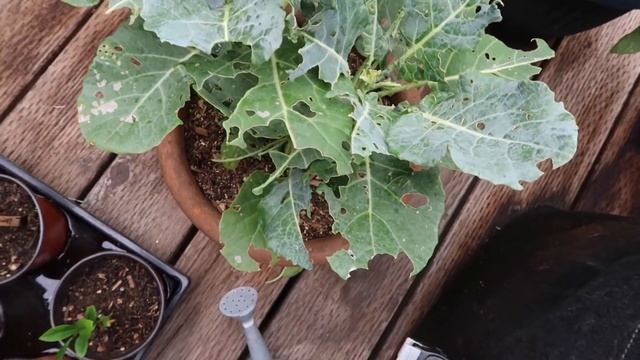 Garden Update 1 смотреть онлайн