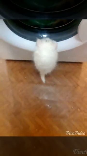 Смешной котенок с стиральной машинкой! смотреть онлайн