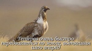 Тетерев. Интересно знать #тетерев #факты #животные  #птицы