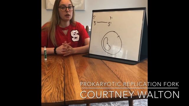 Prokaryotic Replication Fork