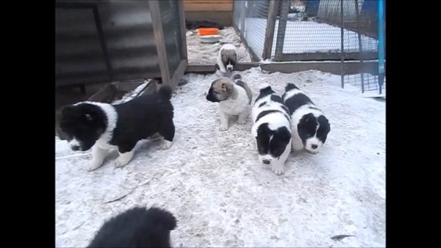 Щенки и родители!!!