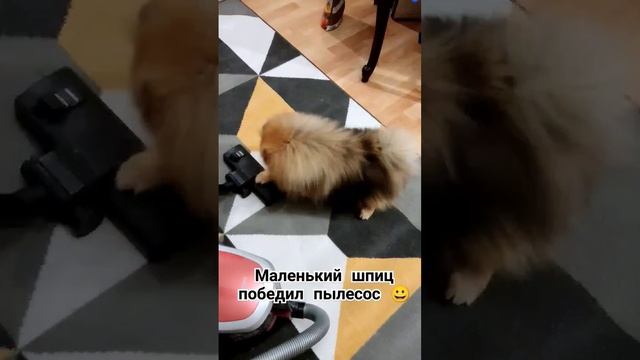 Умка спас хозяев от пылесоса #собака #шпиц смотреть онлайн