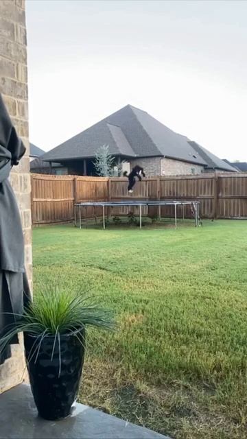 Спортивная собака ТГ @SaveAllShortsbot смотреть онлайн