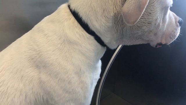 (Whoops!) Bathtime! Dogo Argentino Male at Self Wash Station смотреть онлайн
