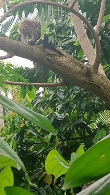 Hawk cuckoo смотреть онлайн