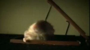 Ночь пожирателей рекламы