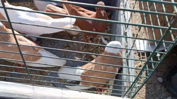 02.06.24 МАЛОЯРОСЛАВЕЦ ПТИЧИЙ РЫНОК,ЧАСТЬ 1 ГОЛУБИ