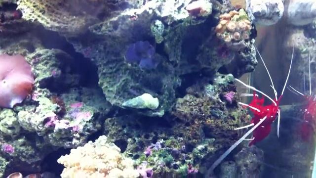 pico reef aquarium 5 gal смотреть онлайн