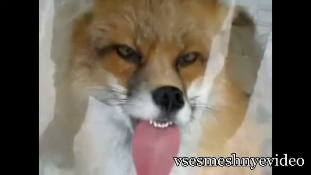 Приколы с животными!!! смотреть онлайн