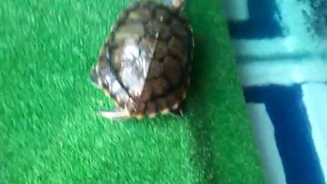 Acuario y zona seca con mis tortugas! смотреть онлайн