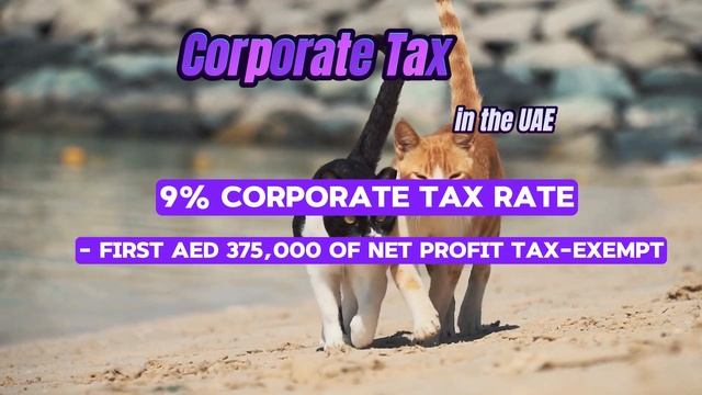 Low Tax Countries: Doing Business in the UAE 2024 смотреть онлайн