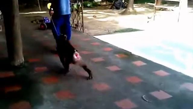 Грустное видео о "невольной" обезьянке смотреть онлайн