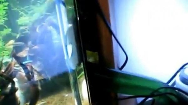 Внешний фильтр EHEIM PROFESSIONEL II 2026.flv