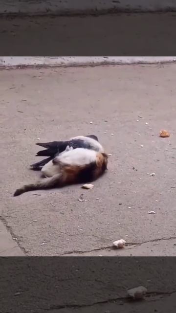 Супер-драка ТГ @SaveAllShortsbot смотреть онлайн