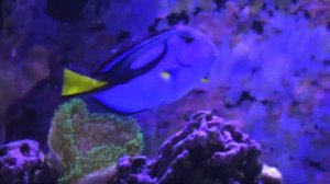 Finding Nemo: The Live Action Remake (Part 14)