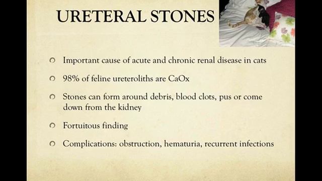 Stuck between a rock and a hard place. New treatments for feline ureteroliths - part 1 смотреть онлайн