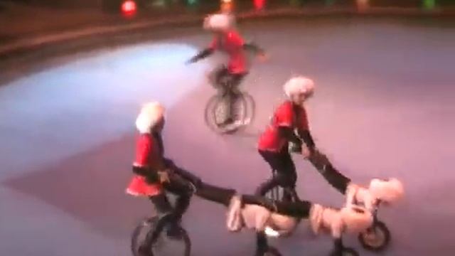 Эквилибристы на велосипедах и моноциклах 