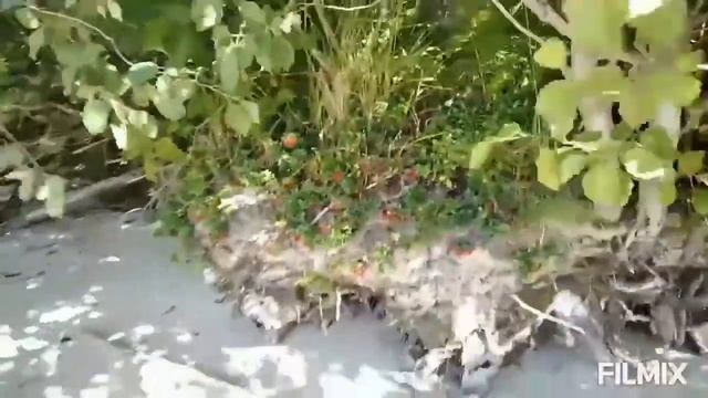 Коротышка от Ви. Онего. Любимое место с детства. смотреть онлайн