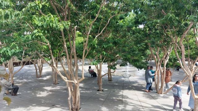 Краснодар сегодня... Парк Галицкого. смотреть онлайн